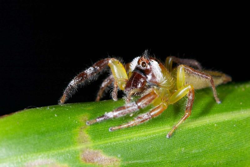 Mopsus_mormon_D2547_Z_84_-_Australie.jpg