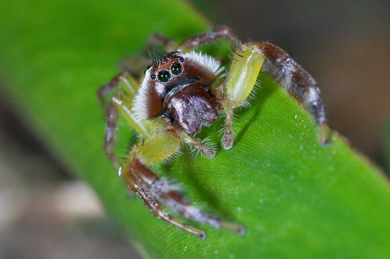 Mopsus_mormon_D2548_Z_84_-_Australie.jpg