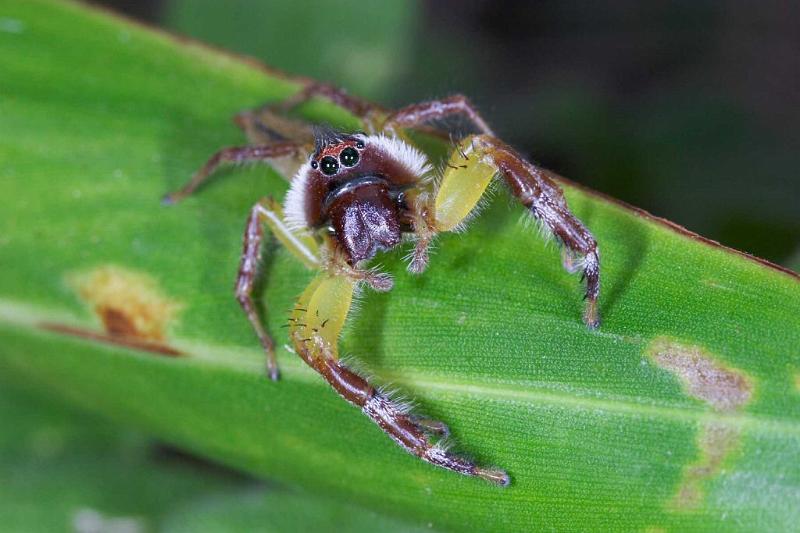 Mopsus_mormon_D2549_Z_84_-_Australie.jpg