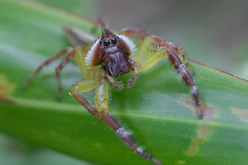 Mopsus_mormon_D2550_Z_77_-_Australie.jpg