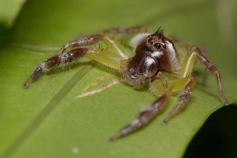 Mopsus_mormon_D2552_Z_80_-_Australie.jpg