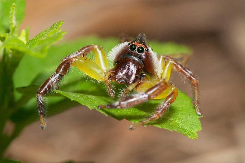 Mopsus_mormon_D2553_Z_83_-_Australie.jpg