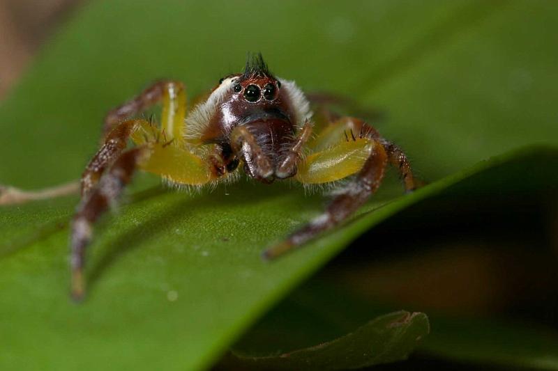 Mopsus_mormon_D2554_Z_82_-_Australie.jpg