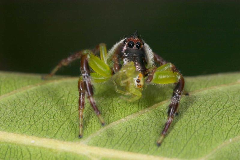 Mopsus_mormon_D2557_Z_80_-_Australie.jpg