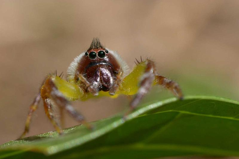 Mopsus_mormon_D2559_Z_80_-_Australie.jpg