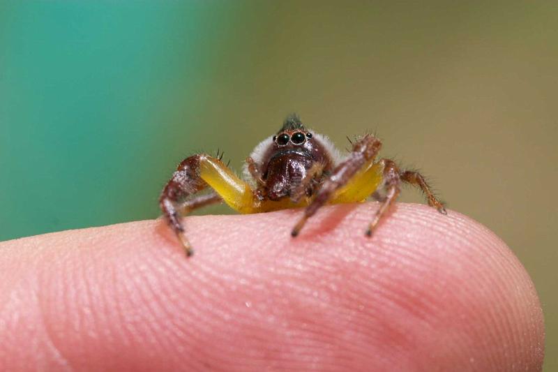 Mopsus_mormon_D2561_Z_80_-_Australie.jpg