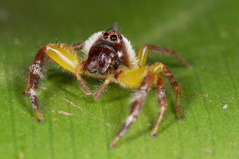 Mopsus_mormon_D2562_Z_83_-_Australie.jpg