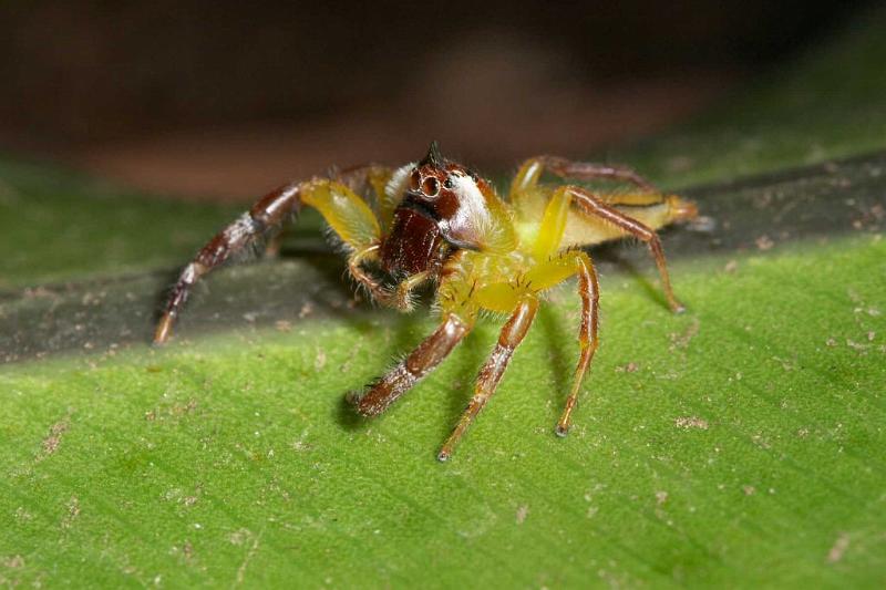 Mopsus_mormon_D2563_Z_82_-_Australie.jpg