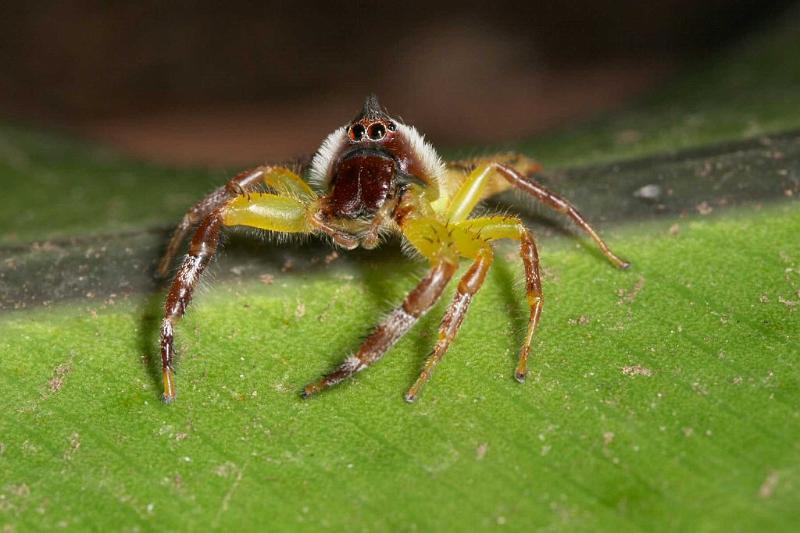 Mopsus_mormon_D2564_Z_82_-_Australie.jpg