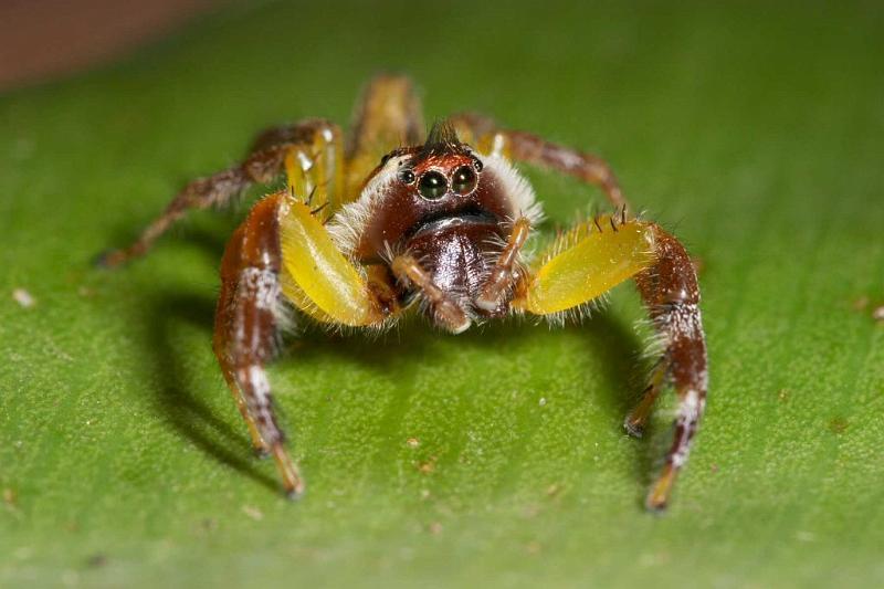 Mopsus_mormon_D2566_Z_82_-_Australie.jpg