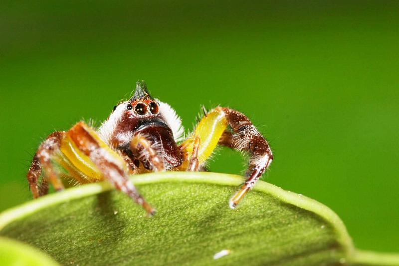 Mopsus_mormon_D2568_Z_82_-_Australie.jpg