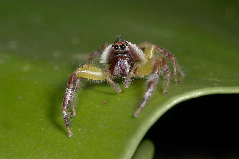 Mopsus_mormon_D2570_Z_82_-_Australie.jpg