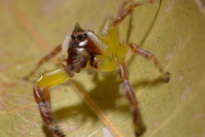 Mopsus_mormon_D2571_Z_84_-_Australie.jpg