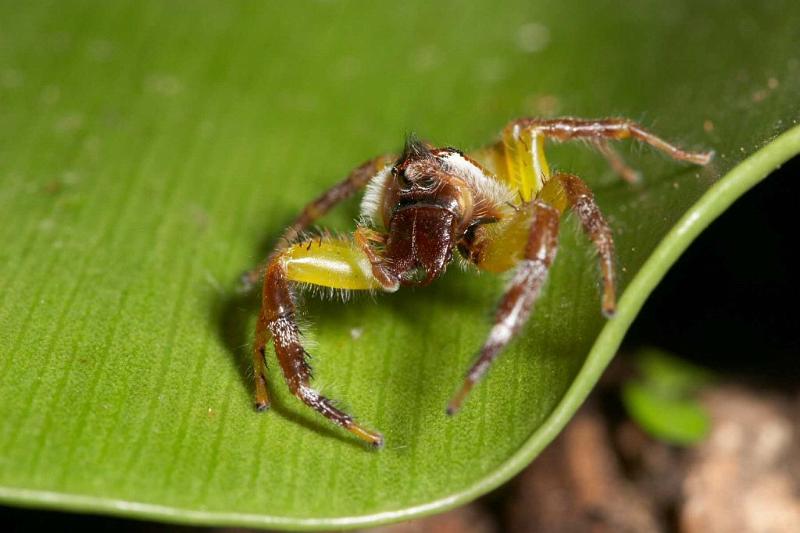 Mopsus_mormon_D2573_Z_85_-_Australie.jpg