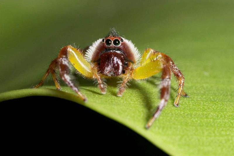 Mopsus_mormon_D2575_Z_83_-_Australie.jpg