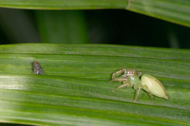 Mopsus_mormon_D2576_Z_86_-_Australie.jpg