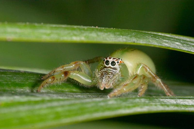 Mopsus_mormon_D2577_Z_84_-_Australie.jpg