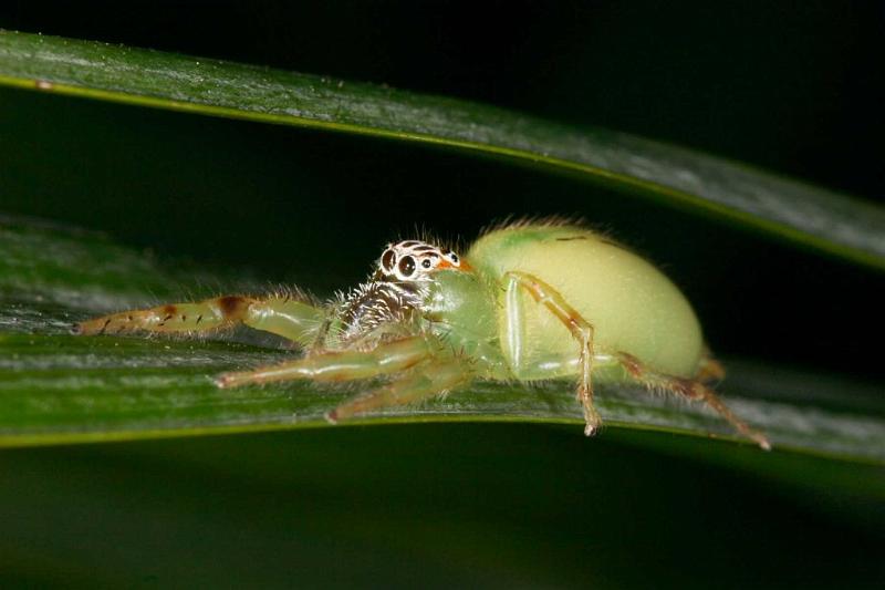 Mopsus_mormon_D2578_Z_82_-_Australie.jpg