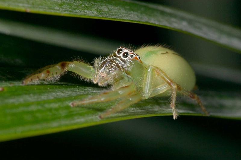 Mopsus_mormon_D2579_Z_82_-_Australie.jpg