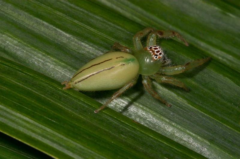 Mopsus_mormon_D2580_Z_88_-_Australie.jpg