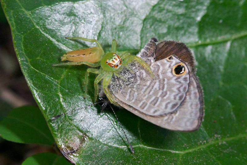 Mopsus_mormon_D2583_Z_89_-_Australie.jpg