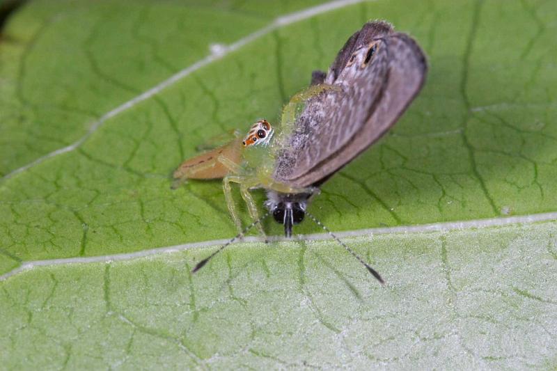 Mopsus_mormon_D2584_Z_85_-_Australie.jpg