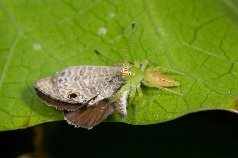 Mopsus_mormon_D2585_Z_88_-_Australie.jpg