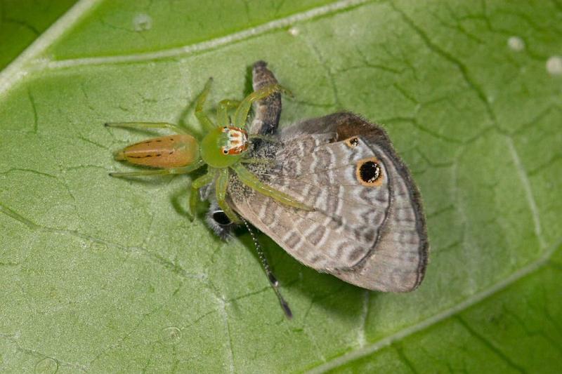 Mopsus_mormon_D2586_Z_87_-_Australie.jpg