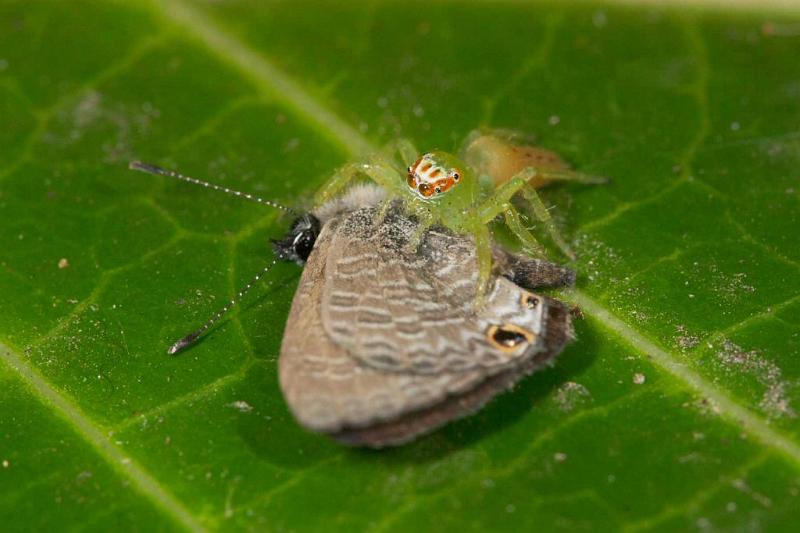 Mopsus_mormon_D2589_Z_85_-_Australie.jpg