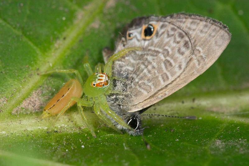 Mopsus_mormon_D2590_Z_86_-_Australie.jpg