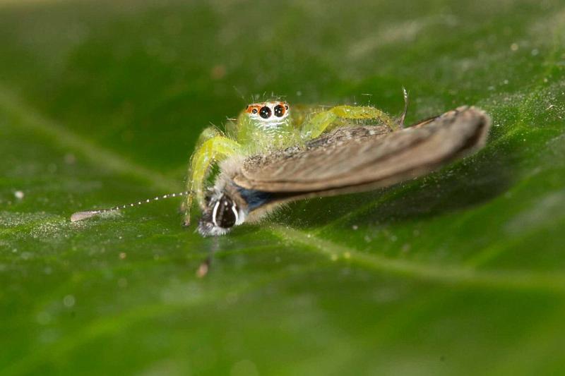 Mopsus_mormon_D2592_Z_84_-_Australie.jpg