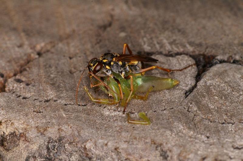 Mopsus_mormon_D5399_Z_90_Giru_Australie.jpg