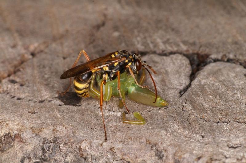 Mopsus_mormon_D5400_Z_91_Lakeland_Australie.jpg