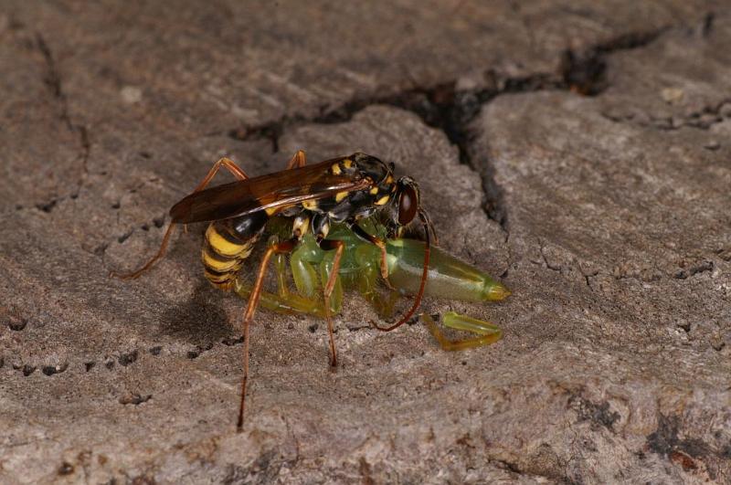 Mopsus_mormon_D5401_Z_90_Lakeland_Australie.jpg