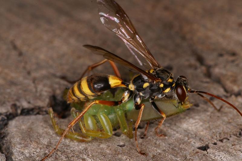 Mopsus_mormon_D5402_Z_89_Lakeland_Australie.jpg