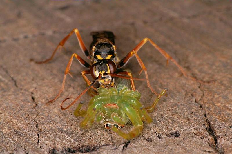 Mopsus_mormon_D5403_Z_90_Lakeland_Australie.jpg