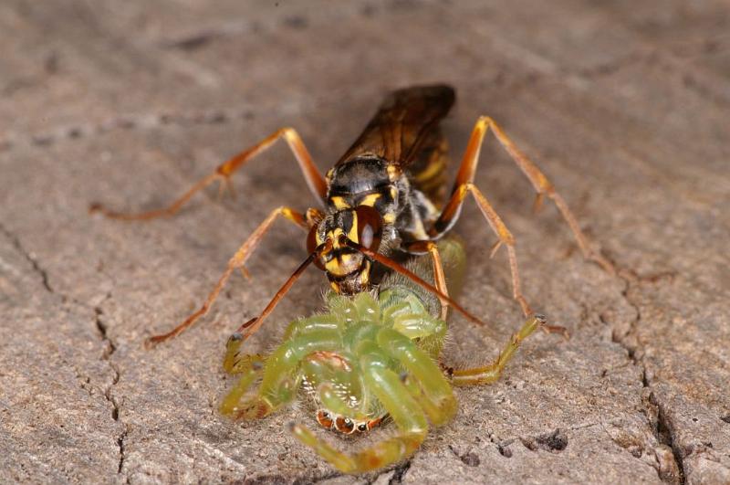 Mopsus_mormon_D5404_Z_91_Lakeland_Australie.jpg