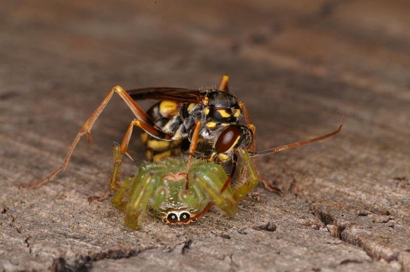 Mopsus_mormon_D5405_Z_90_Lakeland_Australie.jpg