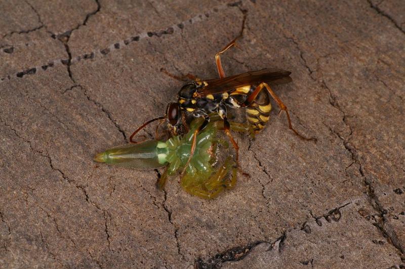 Mopsus_mormon_D5406_Z_89_Lakeland_Australie.jpg