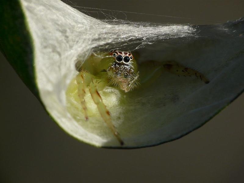 Mopsus_mormon_D6498_Z_86_Brisbane_Australie.jpg