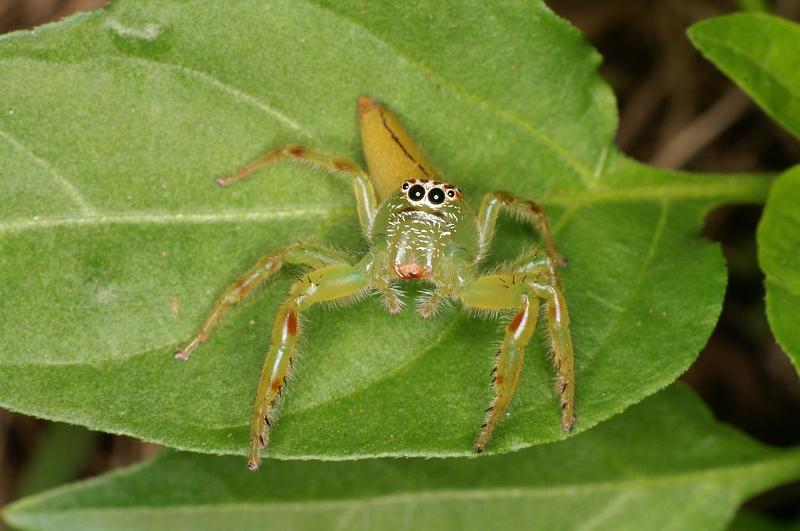 Mopsus_mormon_D8116_Z_90_Brisbane_Australie.jpg