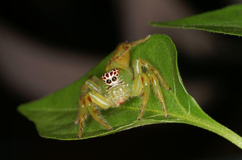 Mopsus_mormon_D8119_Z_89_Brisbane_Australie.jpg