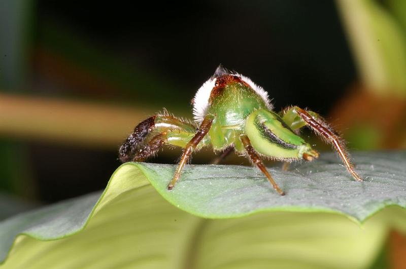 Mopsus_mormon_D8136_Z_93_Brisbane_Australie.jpg