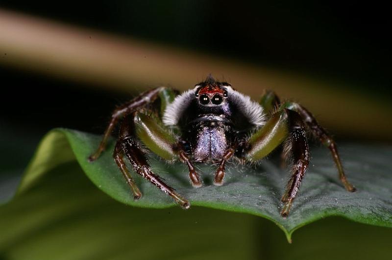 Mopsus_mormon_D8138_Z_90_Brisbane_Australie.jpg