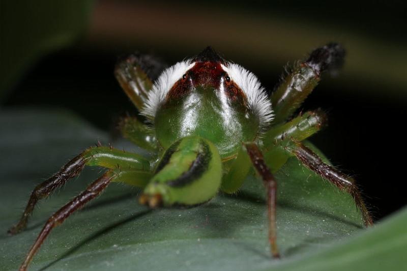 Mopsus_mormon_D8141_Z_88_Brisbane_Australie.jpg