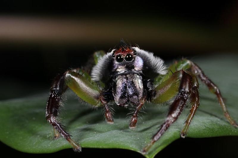 Mopsus_mormon_D8142_Z_88_Brisbane_Australie.jpg