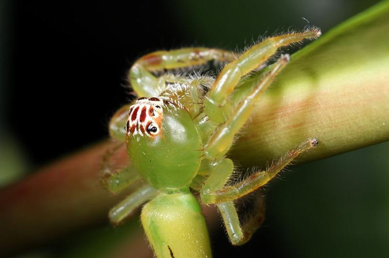 Mopsus_mormon_D8144_Z_88_Brisbane_Australie.jpg