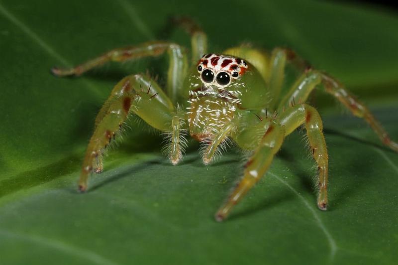 Mopsus_mormon_D8145_Z_89_Brisbane_Australie.jpg