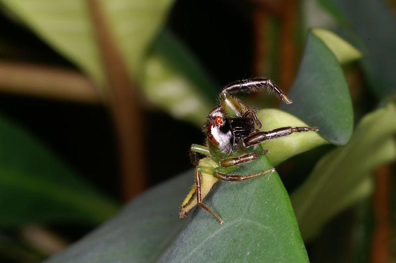 Mopsus_mormon_D8147_Z_88_Brisbane_Australie.jpg