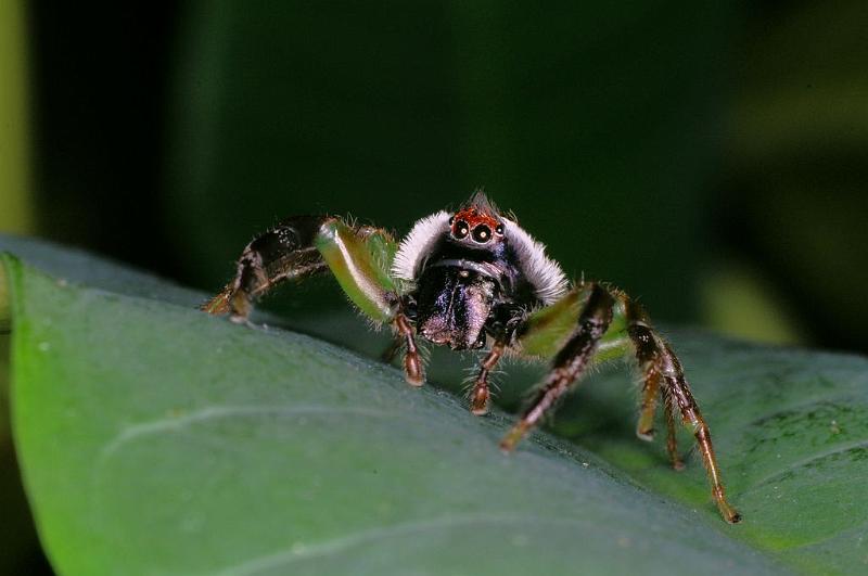 Mopsus_mormon_D8151_Z_88_Brisbane_Australie.jpg